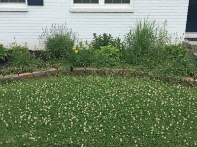 Weedy area before treatment